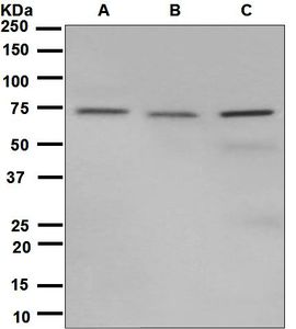 Western blot analysis on (A) K562, (B) 293T, and (C) HeLa cell lysates using anti-TRAP1 antibody.