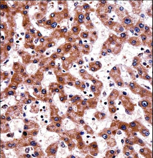 TRAP1 Antibody immunohistochemistry of formalin-fixed and paraffin-embedded human liver tissue followed by peroxidase-conjugated secondary antibody and DAB staining.
