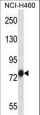 TRAP1 Antibody western blot of NCI-H460 cell line lysates (35 ug/lane). The TRAP1 antibody detected the TRAP1 protein (arrow).