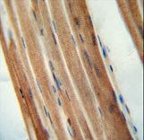 TMCO7 antibody immunohistochemistry of formalin-fixed and paraffin-embedded human skeletal muscle followed by peroxidase-conjugated secondary antibody and DAB staining.