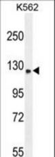 TMCO7 Antibody western blot of K562 cell line lysates (35 ug/lane). The TMCO7 antibody detected the TMCO7 protein (arrow).