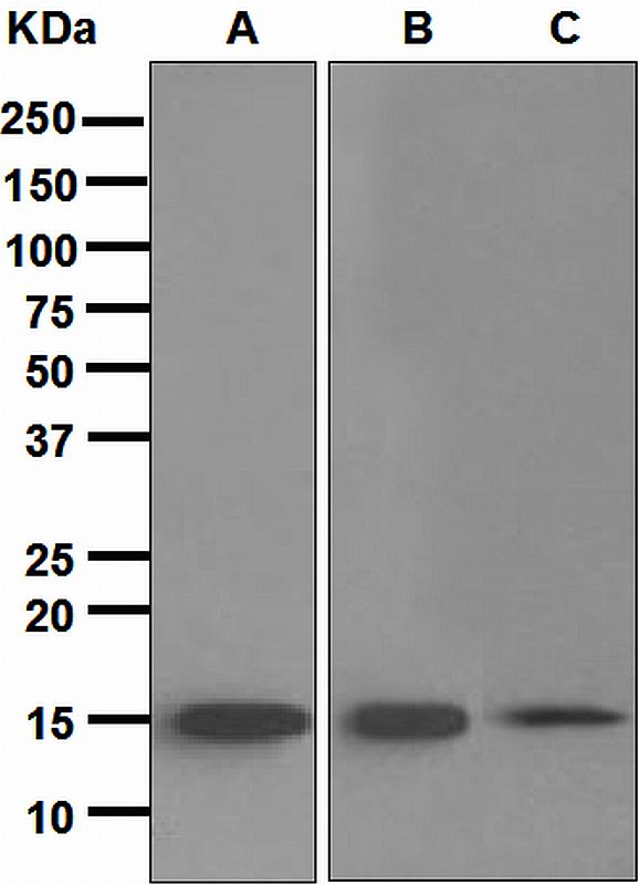 Western blot analysis on (A) human spleen, (B) Raji, and (C) Daudi lysates using anti-TRAPPC2 antibody.