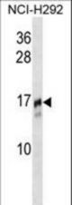 TRAPPC2 Antibody western blot of NCI-H292 cell line lysates (35 ug/lane). The TRAPPC2 antibody detected the TRAPPC2 protein (arrow).