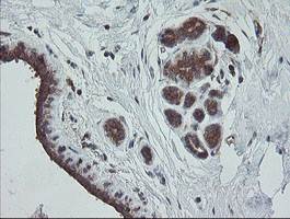 IHC of paraffin-embedded Human breast tissue using anti-TRAPPC4 mouse monoclonal antibody.