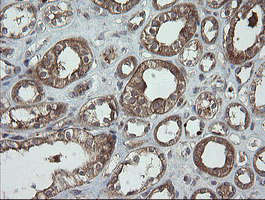 IHC of paraffin-embedded Human Kidney tissue using anti-TRAPPC4 mouse monoclonal antibody.