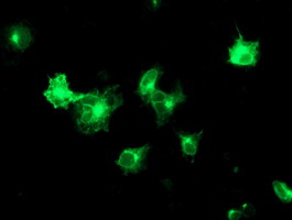 Anti-TMED1 mouse monoclonal antibody immunofluorescent staining of COS7 cells transiently transfected by pCMV6-ENTRY TMED1.