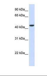 Fetal muscle lysate. Antibody concentration: 1.0 ug/ml. Gel concentration: 12%.