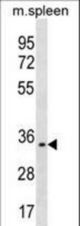 TREML1 Antibody western blot of mouse spleen tissue lysates (35 ug/lane). The TREML1 antibody detected the TREML1 protein (arrow).