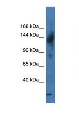 TRERF1 antibody LS-C145203 Western blot of Mouse Intestine lysate. Antibody concentration 1 ug/ml.