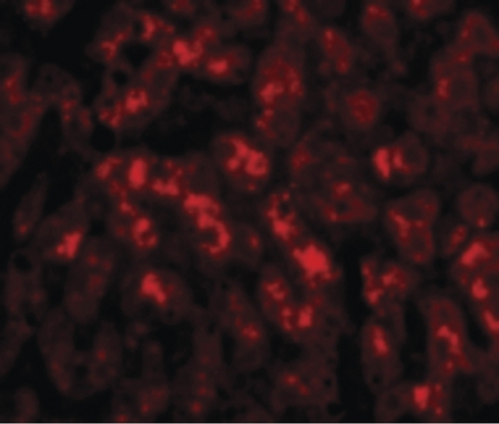 Immunofluorescence of TREX2 in Human Liver cells with TREX2 antibody at 20 ug/ml.