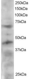 Antibody staining (2 ug/ml) of HeLa lysate (RIPA buffer, 30 ug total protein per lane). Primary incubated for 12 hour. Detected by Western blot of chemiluminescence.