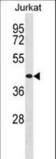TRHR Antibody western blot of Jurkat cell line lysates (35 ug/lane). The TRHR Antibody detected the TRHR protein (arrow).