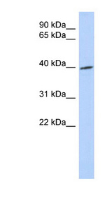 TRIB1 antibody LS-C111394 Western blot of Fetal Intestine lysate.