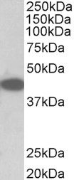 TRIB1 antibody (0.1 ug/ml) staining of NIH3T3 lysate (35 ug protein in RIPA buffer). Primary incubation was 1 hour. Detected by chemiluminescence.