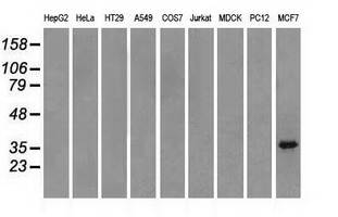 Western blot of extracts (35 ug) from 9 different cell lines by using anti-TRIB2 monoclonal antibody.