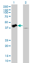 Western blot of TRIB2 expression in transfected 293T cell line by TRIB2 monoclonal antibody (M04), clone 1B1.