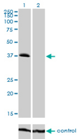 Western blot of TRIB2 over-expressed 293 cell line, cotransfected with TRIB2 Validated Chimera RNAi (Lane 2) or non-transfected control (Lane 1). Blot probed with TRIB2 monoclonal antibody, clone 1B1. GAPDH ( 36.1 kD ) used as specificity.