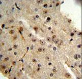 TRIB2 Antibody IHC of formalin-fixed and paraffin-embedded mouse brain followed by peroxidase-conjugated secondary antibody and DAB staining.