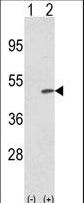 Western blot of TRIB2 (arrow) using rabbit polyclonal TRIB2 N-term. 293 cell lysates (2 ug/lane) either nontransfected (Lane 1) or transiently transfected with the TRIB2 gene (Lane 2).