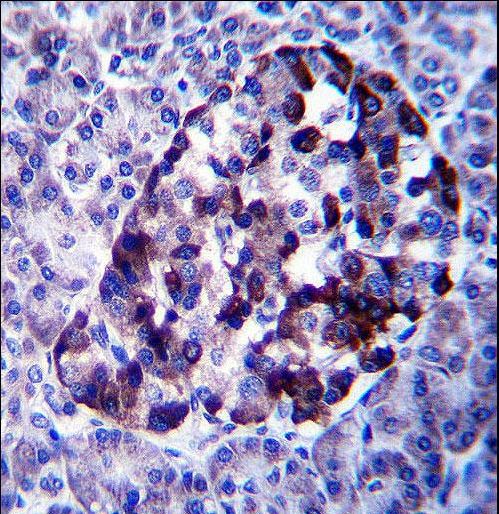 MID2 Antibody immunohistochemistry of formalin-fixed and paraffin-embedded human pancreas tissue followed by peroxidase-conjugated secondary antibody and DAB staining.