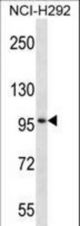 MID2 Antibody western blot of NCI-H292 cell line lysates (35 ug/lane). The MID2 antibody detected the MID2 protein (arrow).
