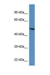 TRIM11 antibody LS-C135129 Western blot of Mouse Heart lysate. Antibody concentration 1 ug/ml.
