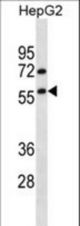 TRIM13 Antibody western blot of HepG2 cell line lysates (35 ug/lane). The TRIM13 antibody detected the TRIM13 protein (arrow).