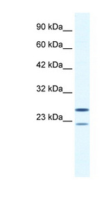 TRIM14 antibody LS-B1102 Western blot of Jurkat lysate.