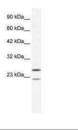 HepG2 Cell Lysate