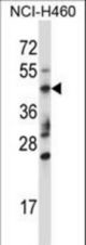 TRIM15 Antibody western blot of NCI-H460 cell line lysates (35 ug/lane). The TRIM15 antibody detected the TRIM15 protein (arrow).