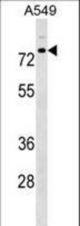 TRIM16 Antibody western blot of A549 cell line lysates (35 ug/lane). The TRIM16 antibody detected the TRIM16 protein (arrow).