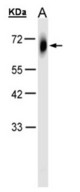 Sample (30 ug of whole cell lysate). A: HeLa S3. 10% SDS PAGE. TRIM23 antibody diluted at 1:1000