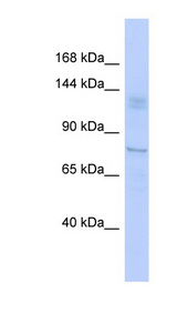 TRIM24 antibody LS-C110265 Western blot of PANC1 cell lysate.