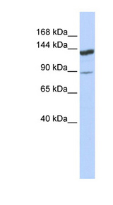 TRIM24 antibody LS-C109913 Western blot of HeLa lysate.