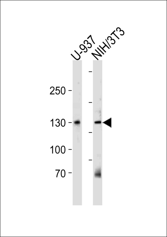 TRIM24 Antibody ( N-term) western blot of U-937,mouse NIH/3T3 cell line lysates (35 ug/lane). The TRIM24 antibody detected the TRIM24 protein (arrow).