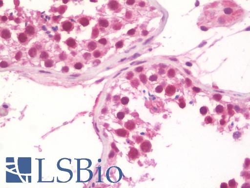Anti-TRIM24 / TIF1 antibody IHC staining of human testis. Immunohistochemistry of formalin-fixed, paraffin-embedded tissue after heat-induced antigen retrieval. Antibody LS-B10114 concentration 10 ug/ml.