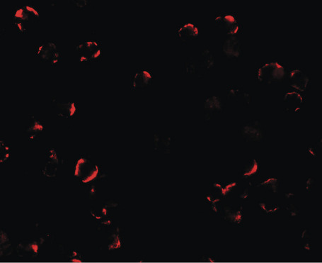 Immunofluorescence of TRIM24 in EL4 cells with TRIM24 antibody at 20 ug/ml.