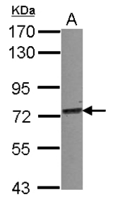 Sample (30 ug of whole cell lysate) A: A549 7.5% SDS PAGE TRIM25 antibody diluted at 1:1000
