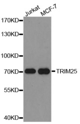 Western blot analysis of extracts of various cell lines, using TRIM25 antibody.