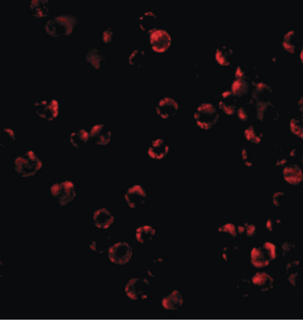 Immunofluorescence of TRIM25 in HeLa cells with TRIM25 antibody at 20 ug/ml.