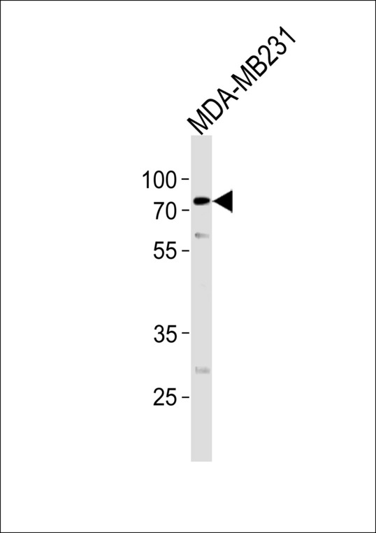TRIM25 Antibody western blot of MDA-MB231 cell line lysates (35 ug/lane). The TRIM25 antibody detected the TRIM25 protein (arrow).