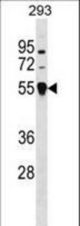 TRIM26 Antibody western blot of 293 cell line lysates (35 ug/lane). The TRIM26 antibody detected the TRIM26 protein (arrow).