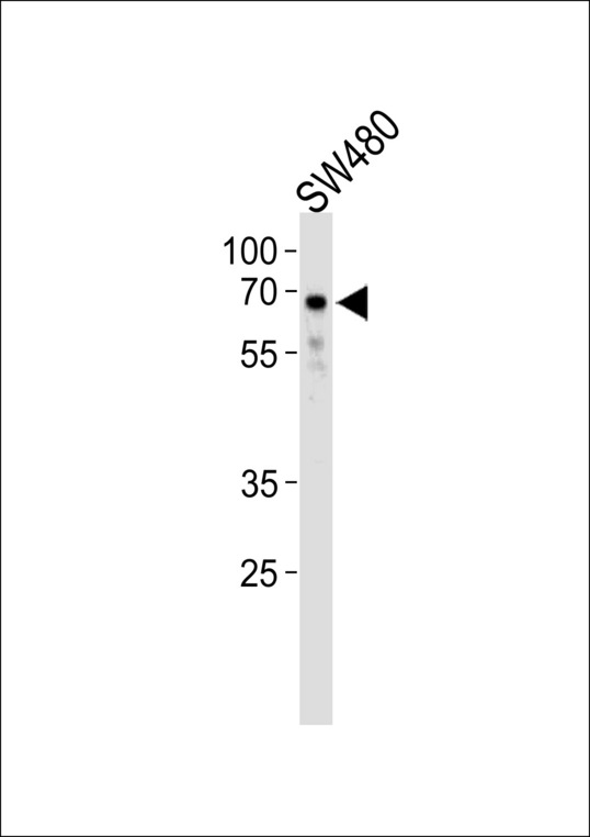 TRIM29 Antibody western blot of SW480 cell line lysates (35 ug/lane). The TRIM29 antibody detected the TRIM29 protein (arrow).
