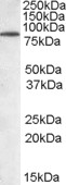 Antibody staining (1 ug/ml) of Mouse Brain (RIPA buffer, 35 ug total protein per lane). Primary incubated for 1 hour. Detected by Western blot of chemiluminescence.