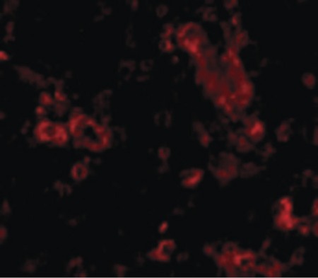 Immunofluorescence of TRIM30 in Human Ovary cells with TRIM30 antibody at 20 ug/ml.