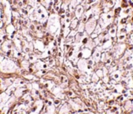 Immunohistochemistry of TRIM30 in mouse ovary tissue with TRIM30 antibody at 10 ug/ml.