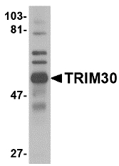 Western blot of TRIM30 in mouse spleen tissue lysate with TRIM30 antibody at 1 ug/ml.
