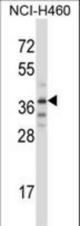 TRIM31 Antibody western blot of NCI-H460 cell line lysates (35 ug/lane). The TRIM31 antibody detected the TRIM31 protein (arrow).