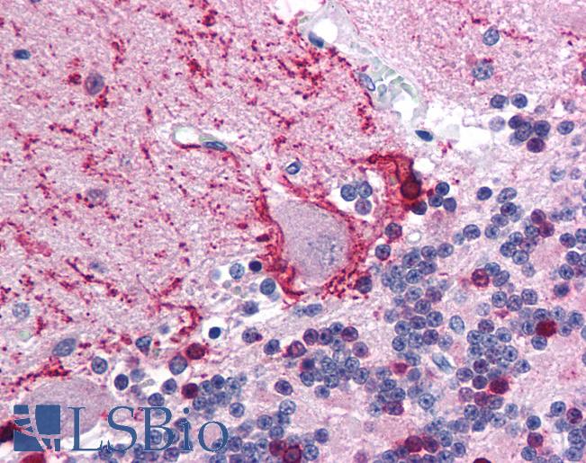 Anti-TRIM31 antibody IHC of human brain, cerebellum. Immunohistochemistry of formalin-fixed, paraffin-embedded tissue after heat-induced antigen retrieval. Antibody LS-B1104 concentration 5 ug/ml.