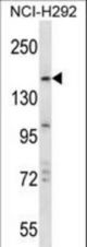 TRIM33 Antibody western blot of NCI-H292 cell line lysates (35 ug/lane). The TRIM33 antibody detected the TRIM33 protein (arrow).